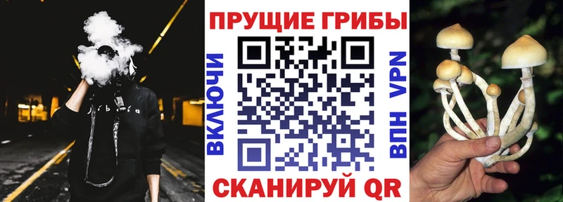 Псилоцибиновые грибы мицелий  Вышний Волочёк 